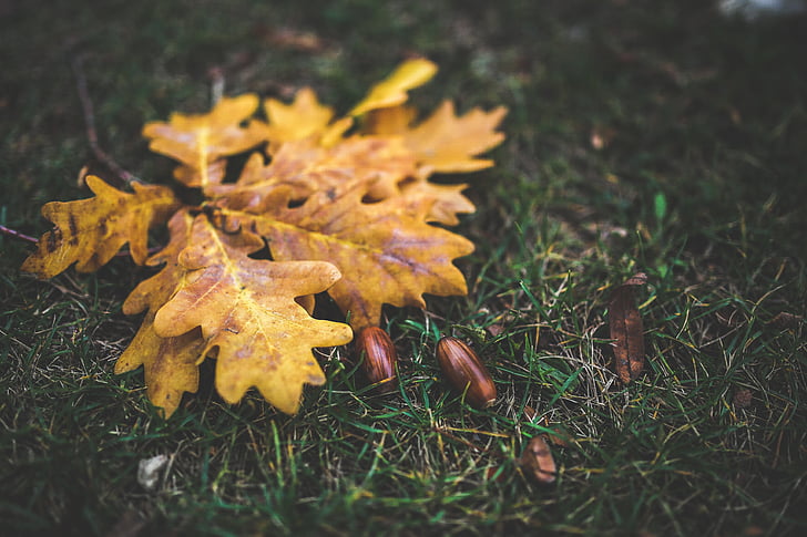 listi, listov, hrast, želod, rumena, jeseni, padec