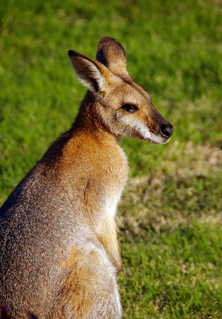 Irmawallabie, rednecked wallaby, Australië, Queensland, buideldier, Wild, kangoeroe