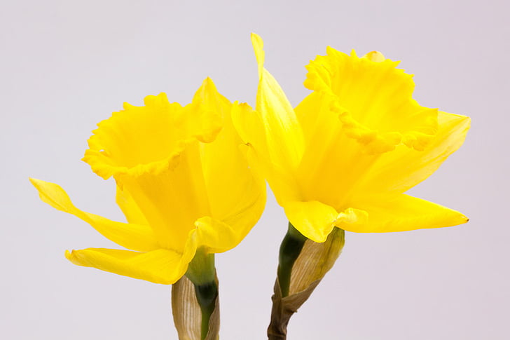 Narcissus pseudonarcissus, Påskelilje, ostergloeckchen, blomstringstid, påske, forkert narcissus, trompet påskelilje