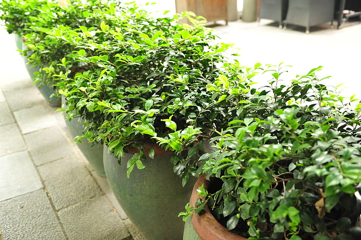 piante verdi, Bonsai, xintiandi di Shanghai, piante