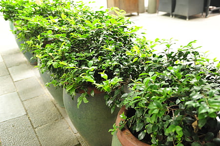 зеленые растения, Бонсай, Шанхай xintiandi, растения