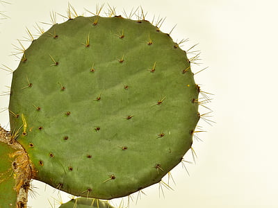 cactus, planta, natura, fulla, espina, espiga, Parc de cactus