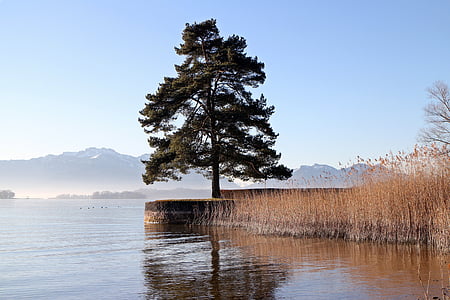 tree, bank, seawall, kai, water, lake, reed
