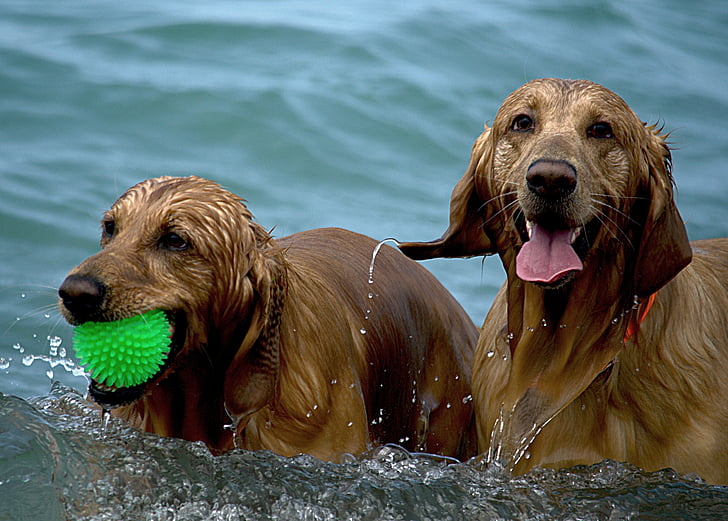 šunys, paplūdimys, šlapiame kelyje, žaisti, vasaros, naminių gyvūnėlių, šunų