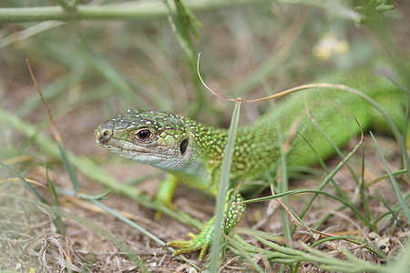 lizard, green, reptile
