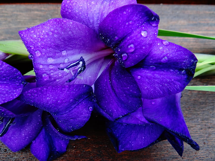 Gladiolus, schwertliliengewaechs, Violet, naturen, kronblad, blomma, Anläggningen