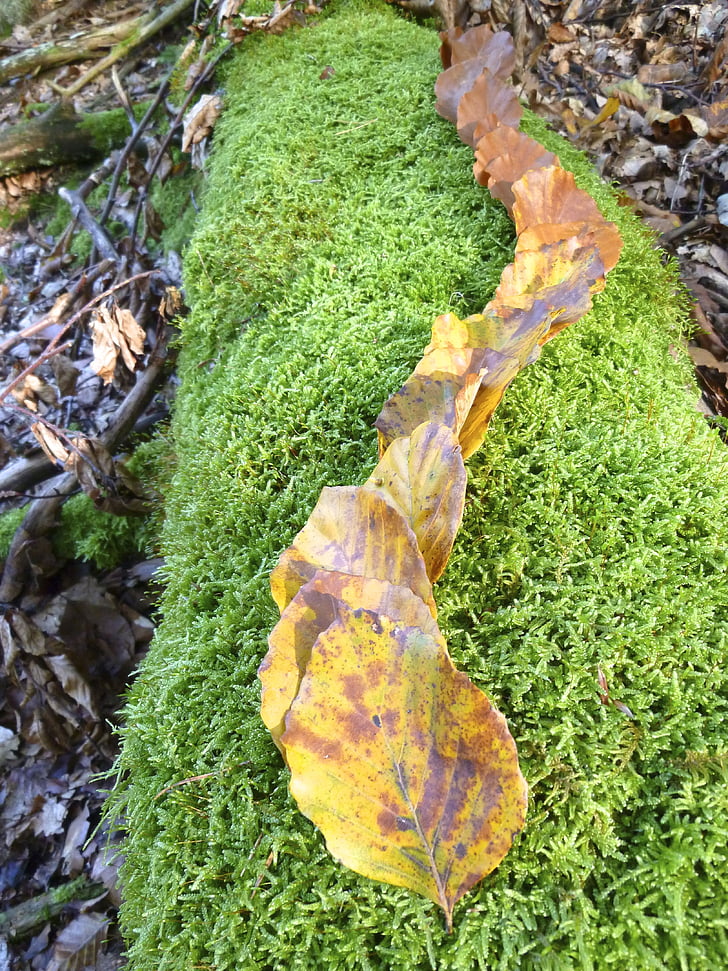 hösten, falla lövverk, Beech löv, gul, brun, grön, Moss