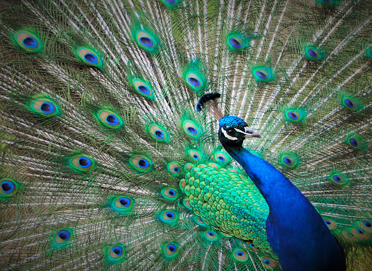 Pav, modra, perje, zelena, ptica, živali, pero