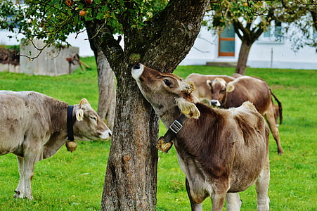 วัว, allgäu, วัว, น่ารัก, สัตว์เคี้ยวเอื้อง, โคนม, ทุ่งหญ้า