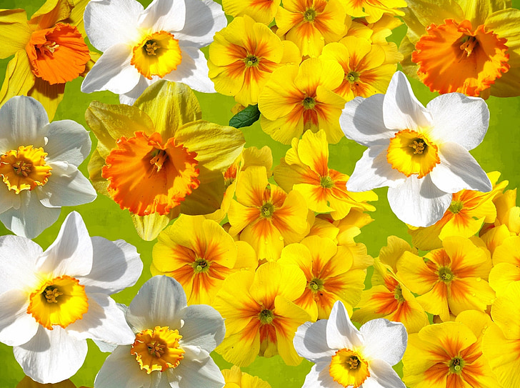 grafisk, påskeliljer, påske, forår, gul, Narcissus pseudonarcissus, osterglocken