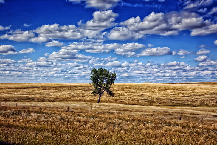 Dakota del sud, albero, cielo, nuvole, campi, natura, di fuori