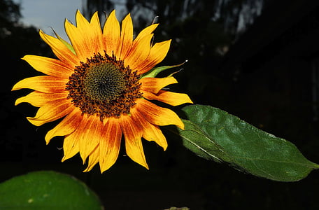 kwiat, Bloom, Sun flower, żółty, Latem, jasne, kolorowe