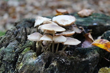 funghi, funghi di albero, foresta, natura, funghi sull'albero, autunno, tribù