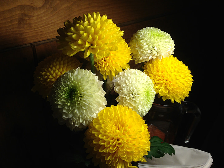 crisantem, flors, kkotsong, flor, flors grogues