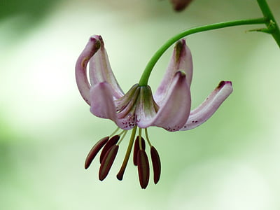lírio de touca do Turk, flor, flor, -de-rosa, filigrana, inflorescência, Lilium martagon