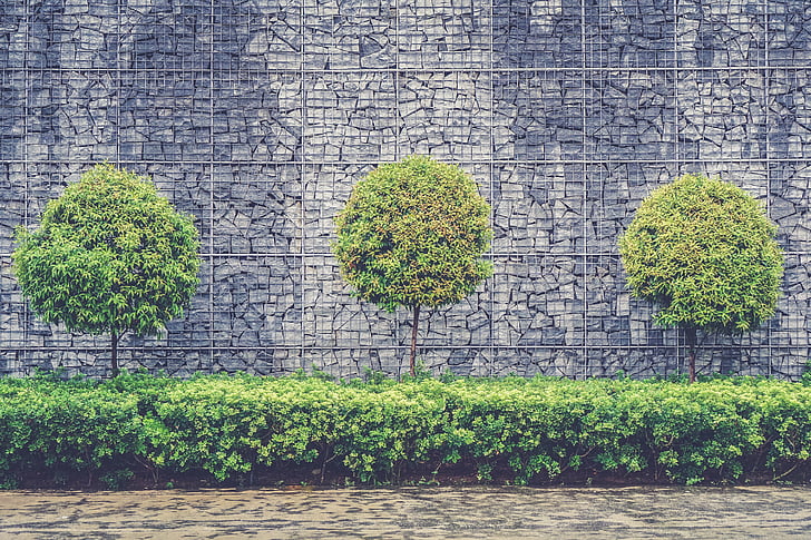 three, green, leaved, trees, near, brick, wall