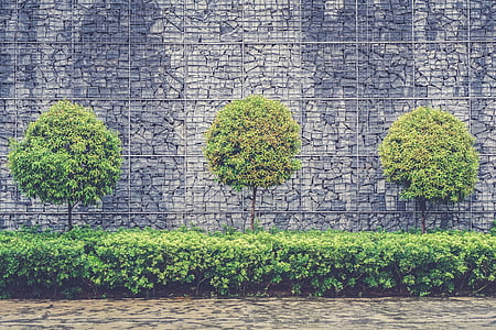 tiga, hijau, berdaun, pohon, dekat, batu bata, dinding