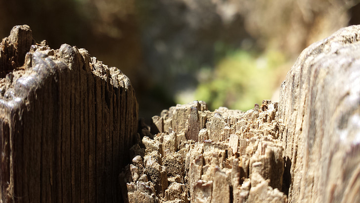 dřevo, Detailní záběr, Příroda