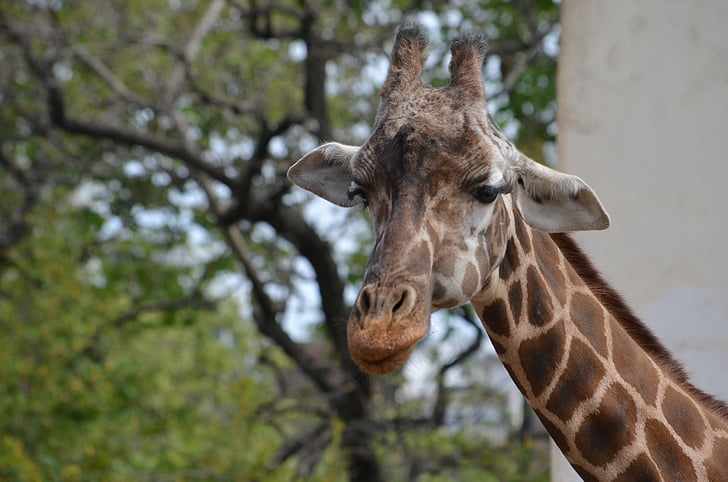 animals, giraffe, zoo