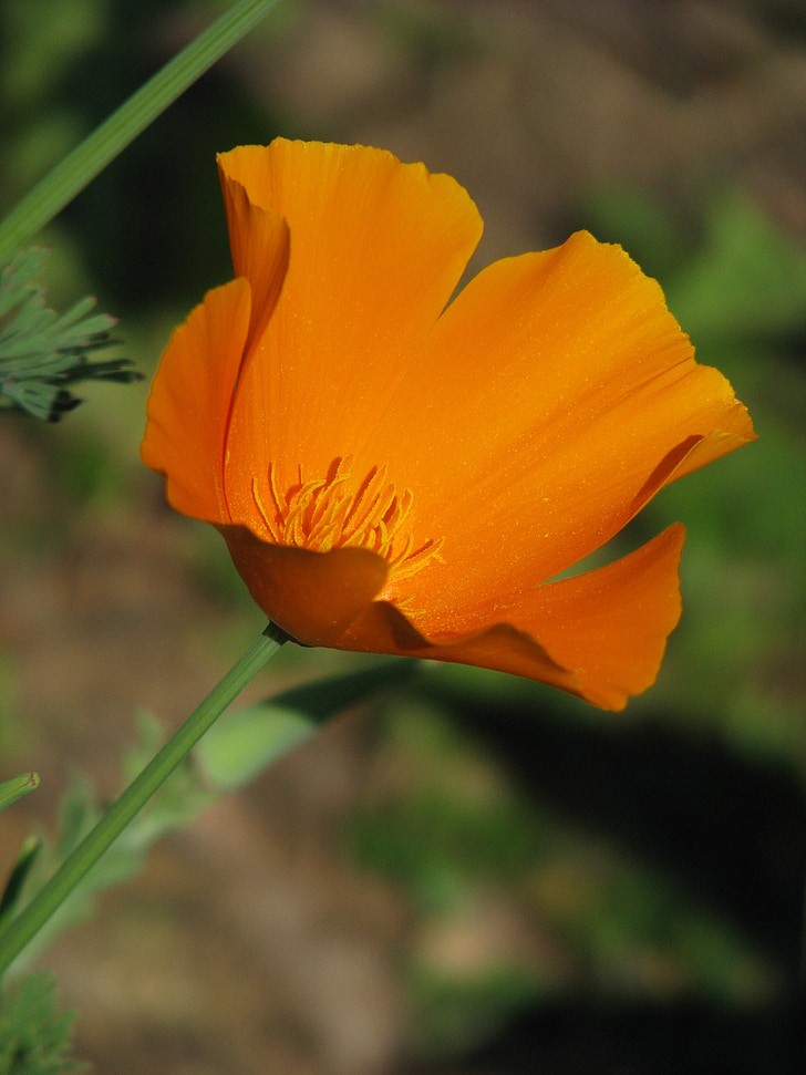 California poppy, Papaver, Eschscholtzia Californië, bloem, californica, helder, Eschscholtzia
