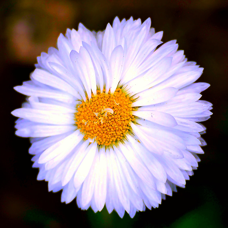 õis, Bloom, valge, kollane, Wild flower, valge õis, kevadel