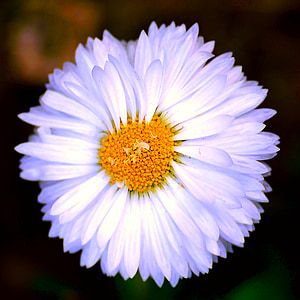 kwiat, Bloom, biały, żółty, Dziki kwiat, biały kwiat, wiosna