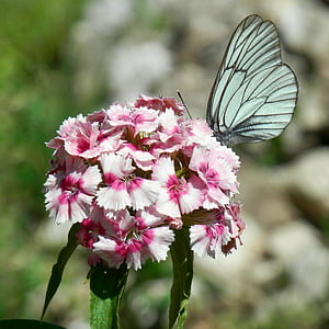 природата, цвете, пеперуда, лято, розов цвят, насекоми, Съсредоточете се върху нови знания