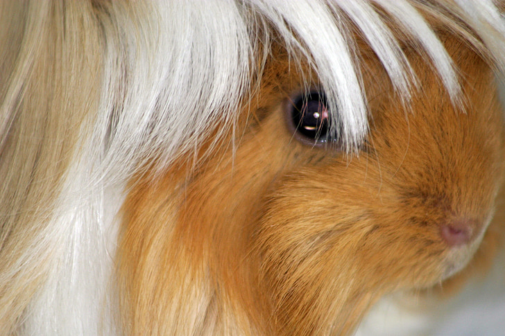 guinea pig, peruvians, buff white, portrait, close, pet, face