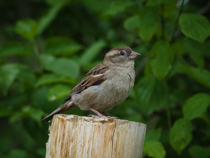 Sparrow, pták, peří, Příroda, Fauna, zvíře, volně žijící zvířata