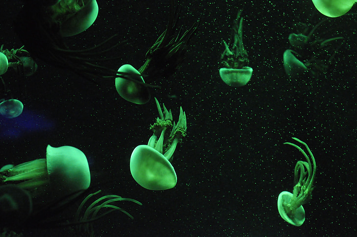 медузи, водни организми, морски живот, аквариум