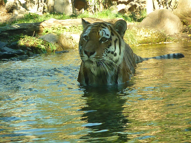 Tigre, agua, depredador, Parque zoológico, gato, nadar