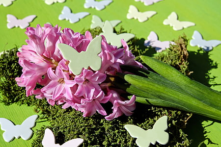 Hyacint, bloem, bloemen, roze, roze bloem, geurende bloem, voorjaar bloem