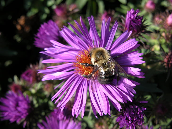 Purple aster, kwiat, Bumble bee, kwiat