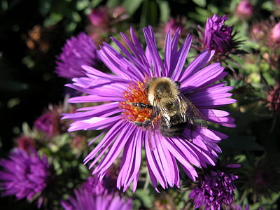 μωβ αστέρα, λουλούδι, αγριομελισσών μέλισσα, άνθος