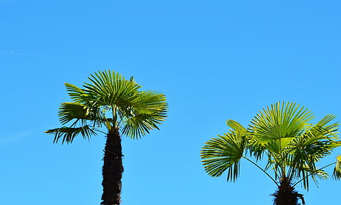 Palm, Anlage, Fächerpalme, Palme, Himmel, Sommer, Urlaub