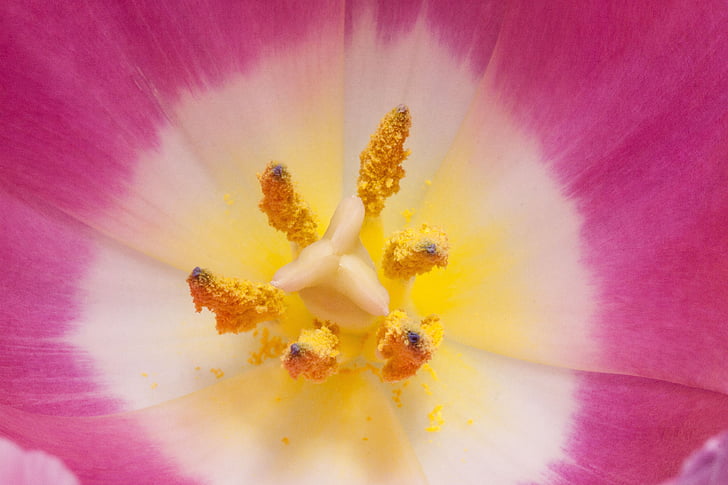 polen, Pistilo, Tulip, estambres, lirio, primavera, naturaleza