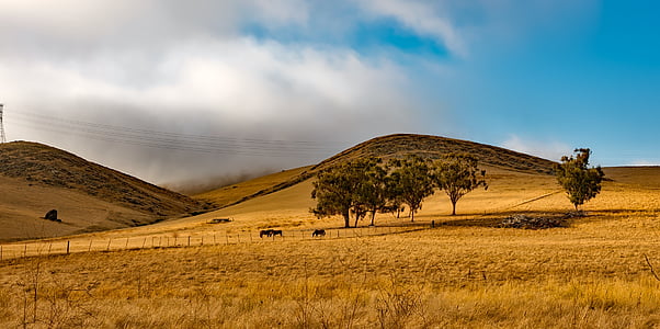 Californië, landschap, schilderachtige, heuvels, boerderij, Ranch, platteland