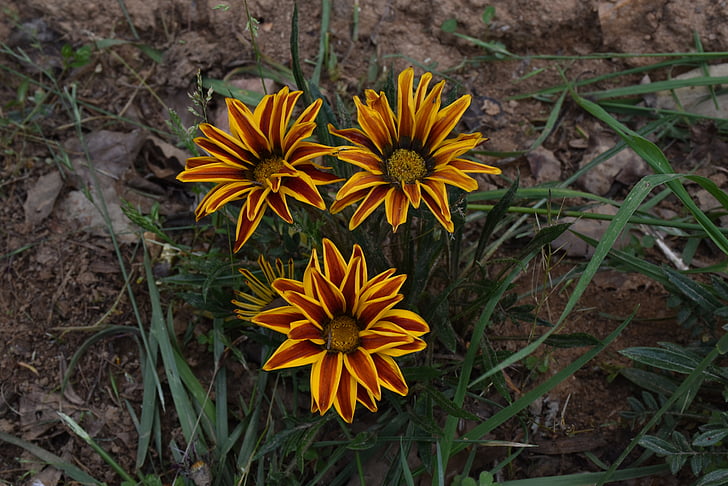 Bhutan, blomst, ojhal