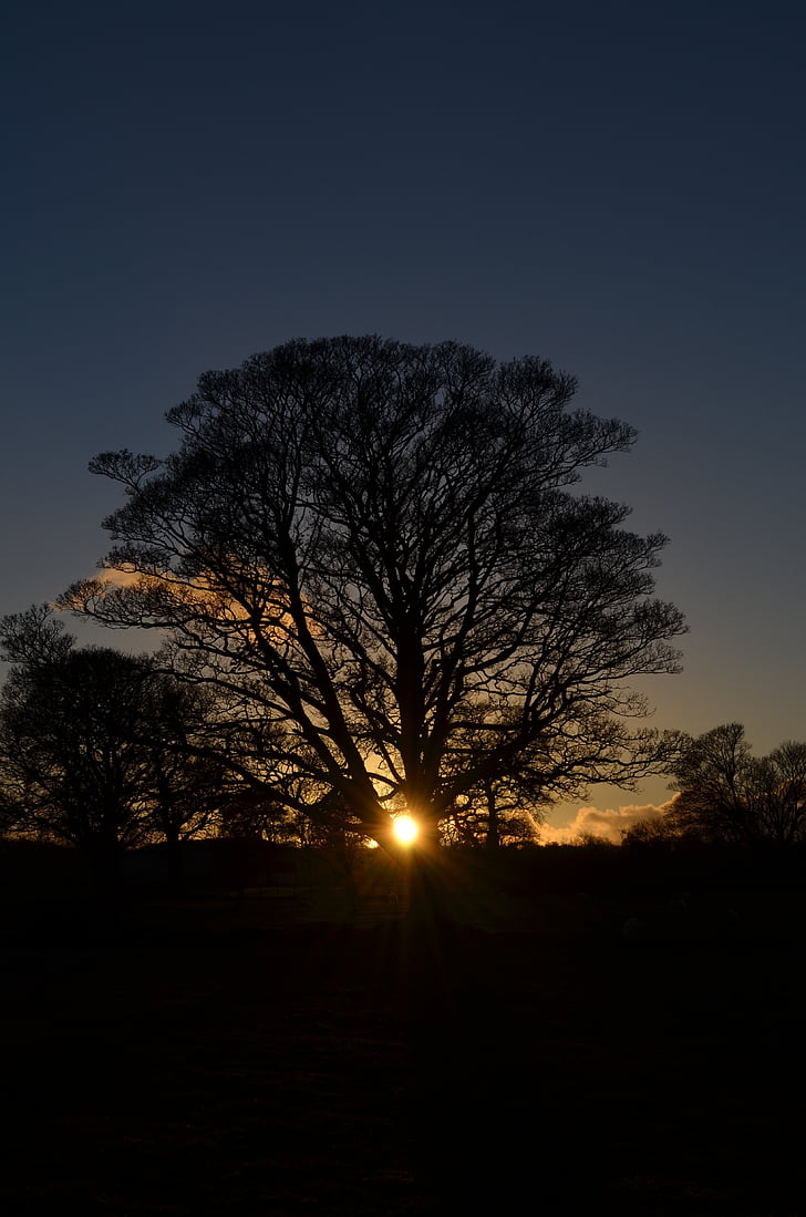 silhouette, green, leaved, trees, sunset, winter, Winter, Solstice