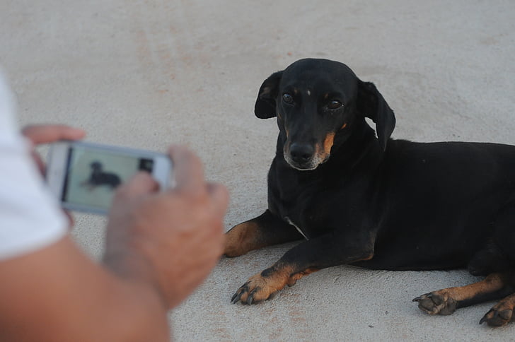 foto, hond, iPhone, iPhone 5, basset hound, cofap, zwart