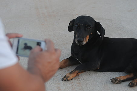 fotografia, pes, iPhone, iPhone 5, Baset, cofap, čierna