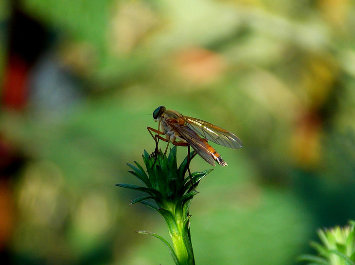 voar, inseto, mosca de schnepf dourado, Schnepf mosca, insetos voadores, natureza, animais