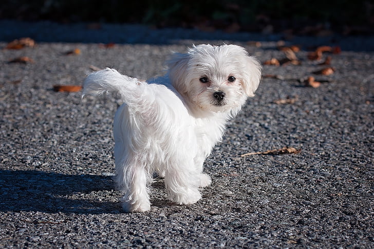 куче, Малтийски, бяло, млад куче, кученце, малки, Сладко