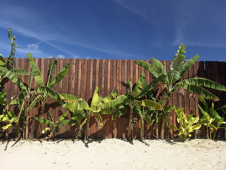 Beach, Holiday, Palm, kerítés, Jamaica, helyreállítási, háttérkép