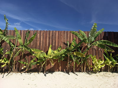 海滩, 假日, 棕榈, 栅栏, 牙买加, 恢复, 背景图像