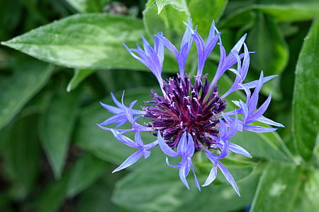 cornflower, blue, garden, flower, spring, background, detail