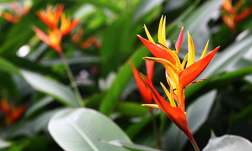 pássaro de flor natural, flores vermelhas, folha de cobre, África, planta, exóticas
