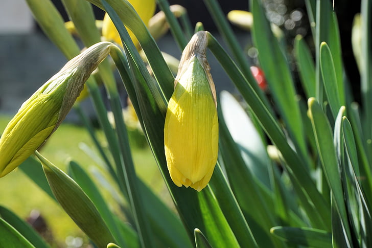 Narcissus, Blossom, mekar, bunga, musim semi, Daffodil, kuning