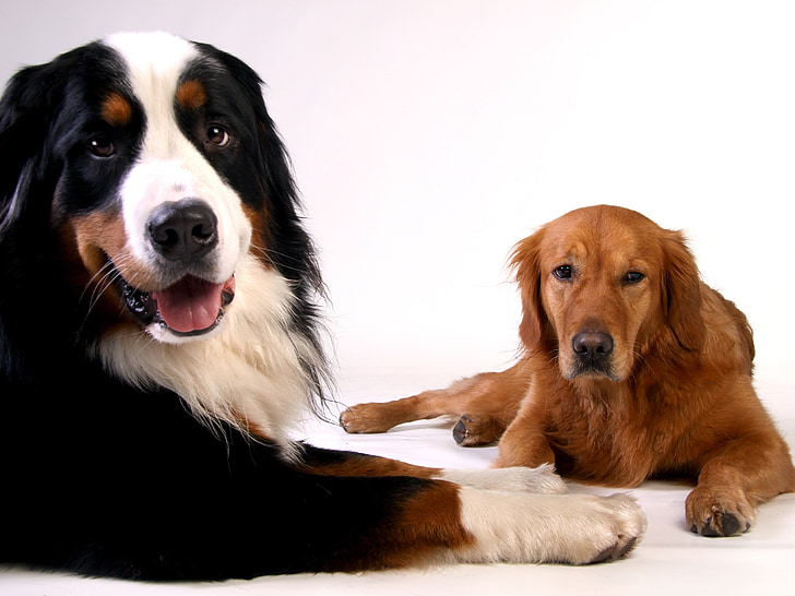 Golden retriever, hond, dier, huisdier, Lieve, goede, huisdieren