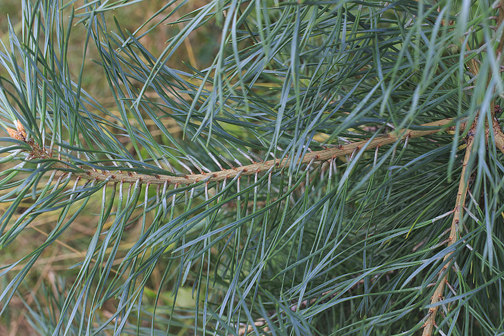 needles, green, plant, line, pine, yolka